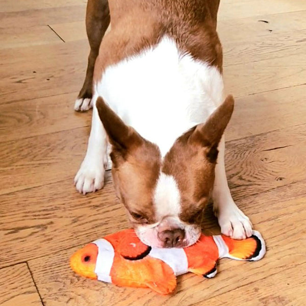 Flying Fishies - The Ultimate Pet Toy